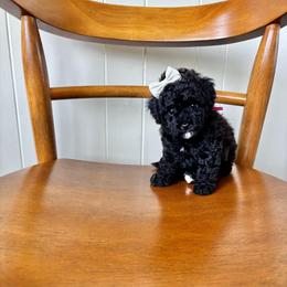 Pearl - Black female Poodle puppy in Quakertown, Pennsylvania from Miniature Poodle Stud and Pups