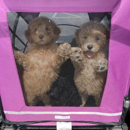 Goldendoodle Puppies from DM Hilltop FURfamily