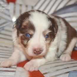 Confetti - Red merle female Miniature Australian Shepherd puppy in Patterson, North Carolina from DreamLine Aussies
