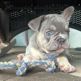 Jasper - Tricolors male French Bulldog puppy in Clermont, Florida from Nala’s Nest