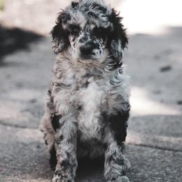 Feta - Gray female Poodle puppy in Marshallville, Ohio from Windy Hill Dogs