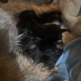 Girl 2 - Tan and white female Yorkshire Terrier puppy in Riverside, California from Playful Puppies