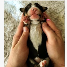 Bernedoodle, Goldendoodle, Poodle, and Sheepadoodle Puppies from Kerr Kanine Ranch