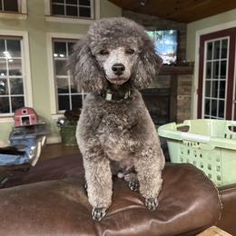 MAVERICK - Poodle