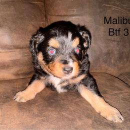 Blue eyed black Tri female - Black tri female Miniature Australian Shepherd puppy in Redding, California from Lavish Luxuries Mini and Toy Australian Shepherds