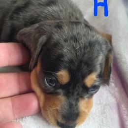 Baby boy - Dapple male Dachshund puppy in Crab Orchard, Kentucky from Lucy’s legacy dachshunds
