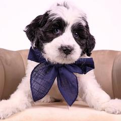 Double Doodle puppies from Our Little Farm Life Doodles