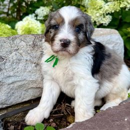 Kawasaki - Merle male Bernedoodle puppy in Hegins, Pennsylvania from Bubbling Springs Doodles, LLC