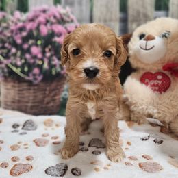 Girl 2 - female Cavapoo puppy in Lebanon, Missouri from Perkins Pups
