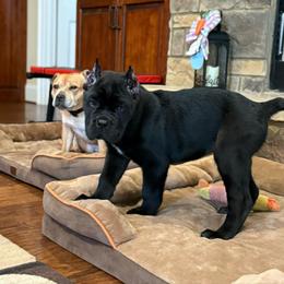 Cane Corso Puppies from Bellissima Cala Cane Corso