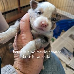 Miniature American Shepherd Puppies from Maureen Chappell's Miniature American Shepherds