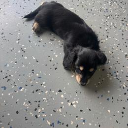 White collar - Black and cream female Dachshund puppy in Eustis, Florida from K8’s Dachshunds