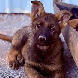 Boy 3 - Sable male German Shepherd puppy in Beech Grove, Arkansas from Ze Zadnich lesu