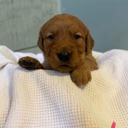 Peach - Dark golden female Golden Retriever puppy in Maysville, North Carolina from Gold Rush Retrievers