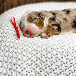 Kinder - Chocolate merle male Bernedoodle puppy in Hudson, Indiana from TurkeyCreek-K9