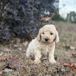 Goldendoodle Puppies from Simmons F1b Goldendoodles