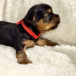 Yorkshire Terrier Puppies from Yorkie Fever