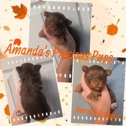 Boy2 - Chocolate and tan male Yorkshire Terrier puppy in Wartburg, Tennessee from Amanda's Precious Pups