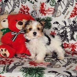 AKC Puppy Boy 3 Dandy - Parti male Yorkshire Terrier puppy in Sequim, Washington from Spirit Valley Family