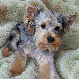 Yorkshire Terriers from Frances Hodges