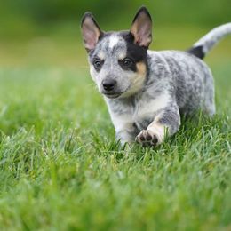 Australian Cattle Dog and Collie Puppies from Blackberry Hills
