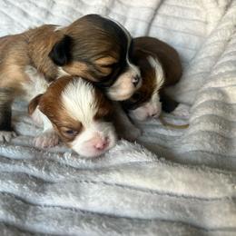 Havanese puppies from West Cobb Dogs