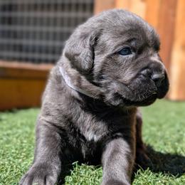 White collar - Gray male Cane Corso puppy in Cove, Oregon from Bane's Legacy Cane Corso