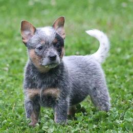 Thump - Blue speckled male Australian Cattle Dog puppy in Gatlinburg, Tennessee from Greenbrier