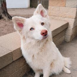 Reece - Pomsky