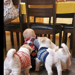 Chinese Shar-Pei Puppies from JoShel’s Silver Lined Wrinkles and Tails