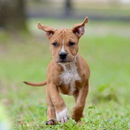 The Busy Explorer - Red male American Staffordshire Terrier puppy in St. Augustine, Florida from LBK & Ancient City