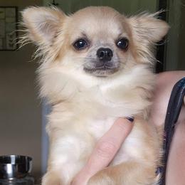 Daisy - Blue fawn female Chihuahua puppy in Marcy, New York from Dralion Chihuahuas