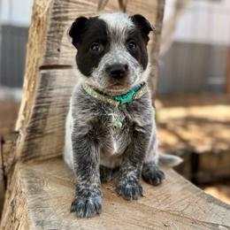 True - Blue male Australian Cattle Dog puppy in Sahuarita, Arizona from A2 Australian Cattle Dogs