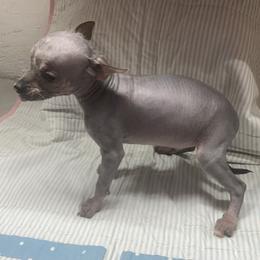 Chihuahua and Chinese Crested Puppies from Western Kentucky Chihuahua’s and Chinese Crested’s