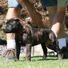 Red Collar - Tiger male Perro de Presa Canario puppy in Pocahontas, Illinois from Cabeza Grande Kennel