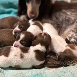 Boy 2 - Cream male Dachshund puppy in Fayetteville, West Virginia from Loop Creek Dachshunds