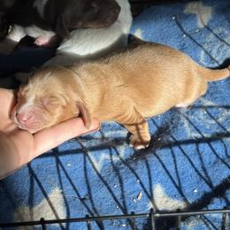AKC Red female - Red female Dachshund puppy in Glen St Mary, Florida from Little Pawz, LLC