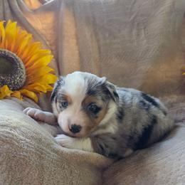 Zerra - Blue merle female Miniature Australian Shepherd puppy in Copperas Cove, Texas from Hidden Leaf Aussies