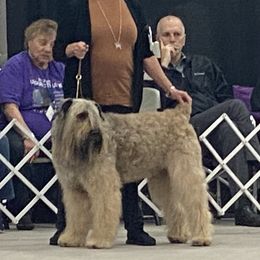 Bouvier des Flandres Puppies from Julie Smith