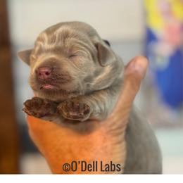 Fleur - Chocolate female Labrador Retriever puppy in Sullivan, Missouri from O’Dell Labs