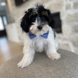 Bernedoodle, Cavapoo, Havanese, and Havapoo Puppies from Lady Paws Puppies - Cassie