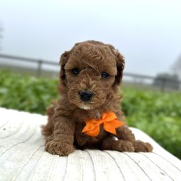 Boy 3 - male Goldendoodle puppy in Mint Hill, North Carolina from DoodleForever