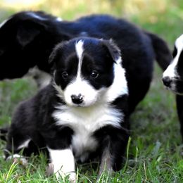 Border Collie Puppies from Ouachita Border Collies