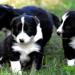 Border Collie Puppies from Ouachita Border Collies
