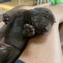 Labrador Retriever Puppies from Cary’s Buck Creek Retrievers