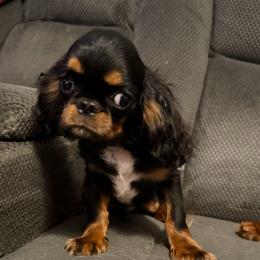 Prince - Black and tan male English Toy Spaniel puppy in Pennsylvania from Enchanting Charlies