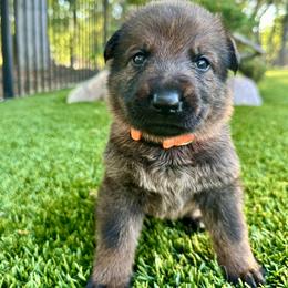 Crush - Sable male German Shepherd puppy in Sonora, California from Elite Haus K9