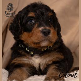 Colonel - Tri-color male Bernedoodle puppy in Palmetto Bay, Florida from SOMIDOODLES