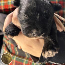 Chloe - Black female Miniature Schnauzer puppy in Frankford, Delaware from Miniature Schnauzers of Delmarva