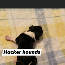 Basset Hound Puppies from Hacker hounds